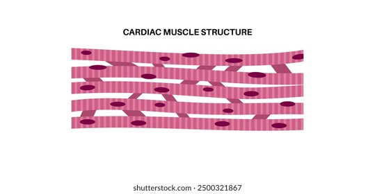 Cardiac muscle tissue structure. Myocardium anatomical poster. Cardiomyocytes cells. Walls of the heart in the human body, relaxation and contraction of muscle fibers flat vector medical illustration.