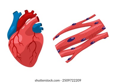 Tejido muscular cardíaco con función específica. Ilustración de diseño de póster médico. Símbolo educativo de Ciencia