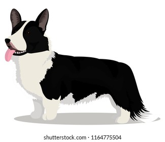 Cardigan Welsh corgi dog