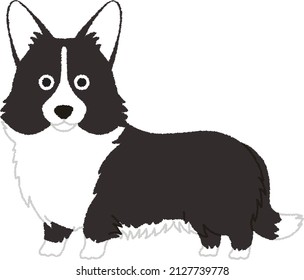 The Cardigan Welsh Corgi is one of two separate dog breeds. Dog ia  highly intelligent, active, athletic dogs, Housepet.