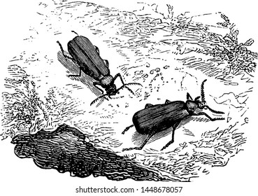 Cardinal Beetle, vintage engraved illustration.