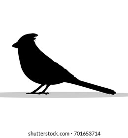 Cardinal bird black silhouette animal. Vector Illustrator.