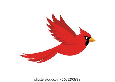 Cardinal Bird in Flight Isolated on White Background