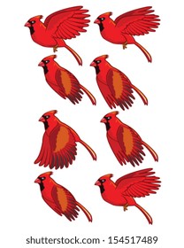 Cardinal Bird Flying Animation