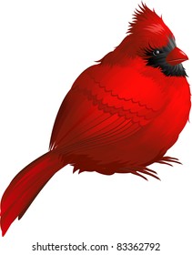 Cardinal bird isolated on white