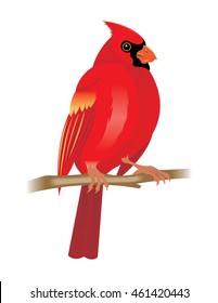 Cardinal (bird), male, vector illustration