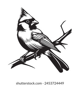 Cardinal bird on branch Stock Vector, black and white bird	