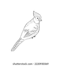 Pájaro cardenal de fondo blanco. Ilustración vectorial.