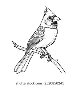 Cardinal bird perched on a branch in black and white line art. A detailed black and white illustration of a cardinal bird sitting on a branch, showcasing elegant line work