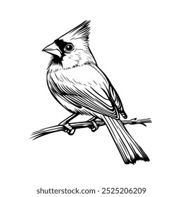 Cardinal bird perched on a branch in black and white line art. A detailed black and white illustration of a cardinal bird sitting on a branch, showcasing elegant line work