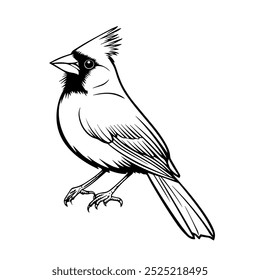 Cardinal bird perched on a branch in black and white line art. A detailed black and white illustration of a cardinal bird sitting on a branch, showcasing elegant line work