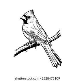 Cardinal bird perched on a branch in black and white line art. A detailed black and white illustration of a cardinal bird sitting on a branch, showcasing elegant line work