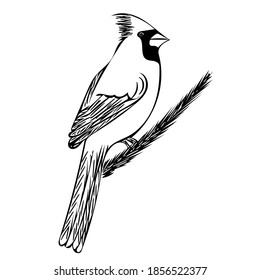 The cardinal bird sits on a spruce branch.  Vector sketch illustration for design, postcards, posters and ornithological magazines.