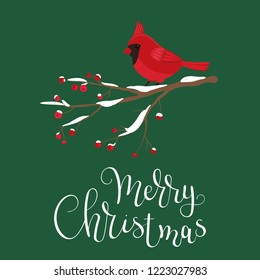 Cardinal bird sitting on a berry branch. Merry Christmas hand lettering. Vector illustration