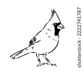 Cardinal bird sketch, vector illustration. Hand drawn red cardinal bird. Engraved illustration. Cardinal bird sitting on a branch. Hand drawn sketch.