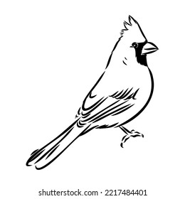 Cardinal bird sketch, vector illustration. Hand drawn red cardinal bird. Engraved illustration. Cardinal bird sitting on a branch. Hand drawn sketch.