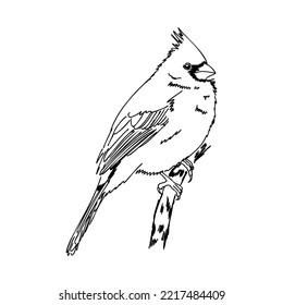 Cardinal bird sketch, vector illustration. Hand drawn red cardinal bird. Engraved illustration. Cardinal bird sitting on a branch. Hand drawn sketch.
