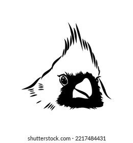 Esbozo cardinal de aves, ilustración vectorial. Pájaro cardinal rojo dibujado a mano. Ilustración grabada. Pájaro cardenal sentado en una rama. Esbozo dibujado a mano.