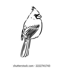 Cardinal bird sketch, vector illustration. Hand drawn red cardinal bird. Engraved illustration. Cardinal bird sitting on a branch. Hand drawn sketch.