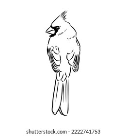 Cardinal bird sketch, vector illustration. Hand drawn red cardinal bird. Engraved illustration. Cardinal bird sitting on a branch. Hand drawn sketch.