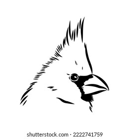 Cardinal bird sketch, vector illustration. Hand drawn red cardinal bird. Engraved illustration. Cardinal bird sitting on a branch. Hand drawn sketch.