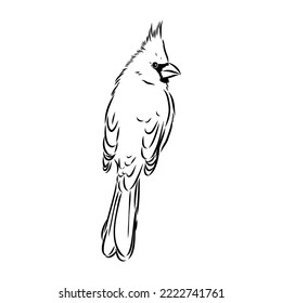 Cardinal bird sketch, vector illustration. Hand drawn red cardinal bird. Engraved illustration. Cardinal bird sitting on a branch. Hand drawn sketch.