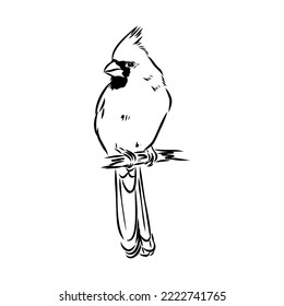 Cardinal bird sketch, vector illustration. Hand drawn red cardinal bird. Engraved illustration. Cardinal bird sitting on a branch. Hand drawn sketch.
