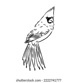 Cardinal bird sketch, vector illustration. Hand drawn red cardinal bird. Engraved illustration. Cardinal bird sitting on a branch. Hand drawn sketch.