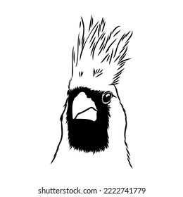 Cardinal bird sketch, vector illustration. Hand drawn red cardinal bird. Engraved illustration. Cardinal bird sitting on a branch. Hand drawn sketch.