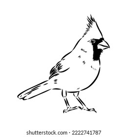 Cardinal bird sketch, vector illustration. Hand drawn red cardinal bird. Engraved illustration. Cardinal bird sitting on a branch. Hand drawn sketch.