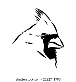 Cardinal bird sketch, vector illustration. Hand drawn red cardinal bird. Engraved illustration. Cardinal bird sitting on a branch. Hand drawn sketch.