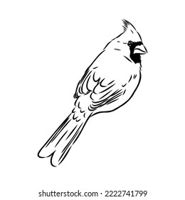 Cardinal bird sketch, vector illustration. Hand drawn red cardinal bird. Engraved illustration. Cardinal bird sitting on a branch. Hand drawn sketch.