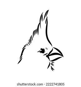 Cardinal bird sketch, vector illustration. Hand drawn red cardinal bird. Engraved illustration. Cardinal bird sitting on a branch. Hand drawn sketch.