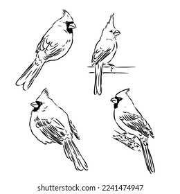 Cardinal bird sketch, vector illustration. Hand drawn red cardinal bird. Engraved illustration. Cardinal bird sitting on a branch. Hand drawn sketch.