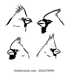 Cardinal bird sketch, vector illustration. Hand drawn red cardinal bird. Engraved illustration. Cardinal bird sitting on a branch. Hand drawn sketch.