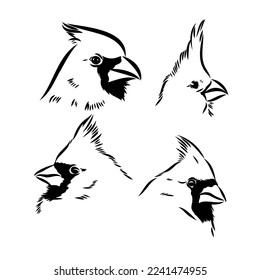 Cardinal bird sketch, vector illustration. Hand drawn red cardinal bird. Engraved illustration. Cardinal bird sitting on a branch. Hand drawn sketch.