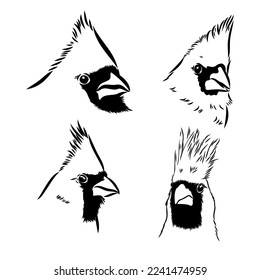 Esbozo cardinal de aves, ilustración vectorial. Pájaro cardinal rojo dibujado a mano. Ilustración grabada. Pájaro cardenal sentado en una rama. Esbozo dibujado a mano.