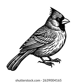 cardinal bird sketch vector illustration