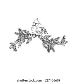 Cardinal bird, sketch, vector illustration 