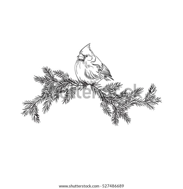 Cardinal Bird Sketch Vector Illustration Stock Vector (Royalty Free