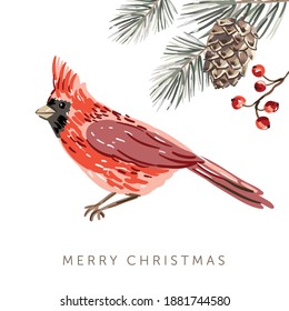 Cardinal bird, text Merry Christmas, white background. Green pine, fir twigs, cone, red berries. Vector illustration. Greeting card, poster template. Winter holidays