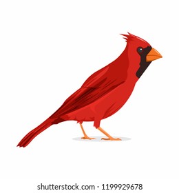 Cardinal Bird Vector Illustration