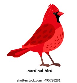 Cardinal Bird vector illustration