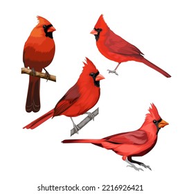 Cardinal bird vector illustration bundle