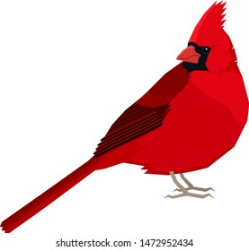 Cardinal bird Vector illustration Isolated object set