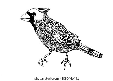 cardinal bird, vector illustration on white background, ink, hand drawing,