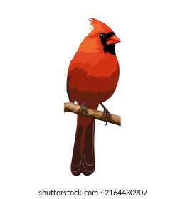 cardinal bird vector illustration. red bird