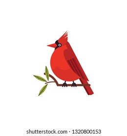 cardinal bird vector on a white background