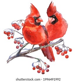 Cardinal birds - a symbol of Christmas.  Can be used as a postcard, cover background, or for a web message. Vector illustration.