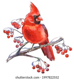 Cardinal birds - a symbol of Christmas.  Can be used as a postcard, cover background, or for a web message. Vector illustration in watercolor style